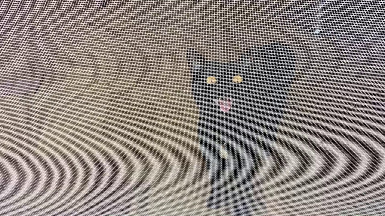 4匹黒猫ボンベイ家族☆名前を呼ぶとお返事する猫☆ルーシー