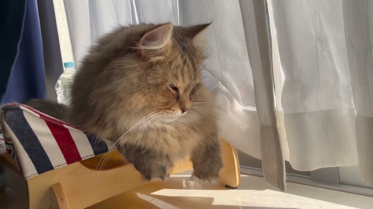 朝の癒しの猫😀CatVlog863