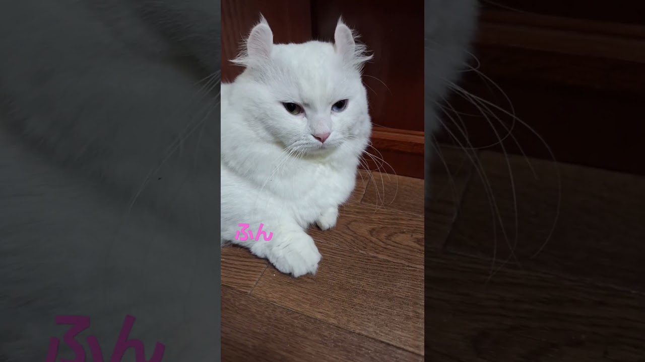 【オッドアイ幸せを呼ぶ猫】上が気になるラビちゃん#猫#cat#白猫#キンカロー#shorts