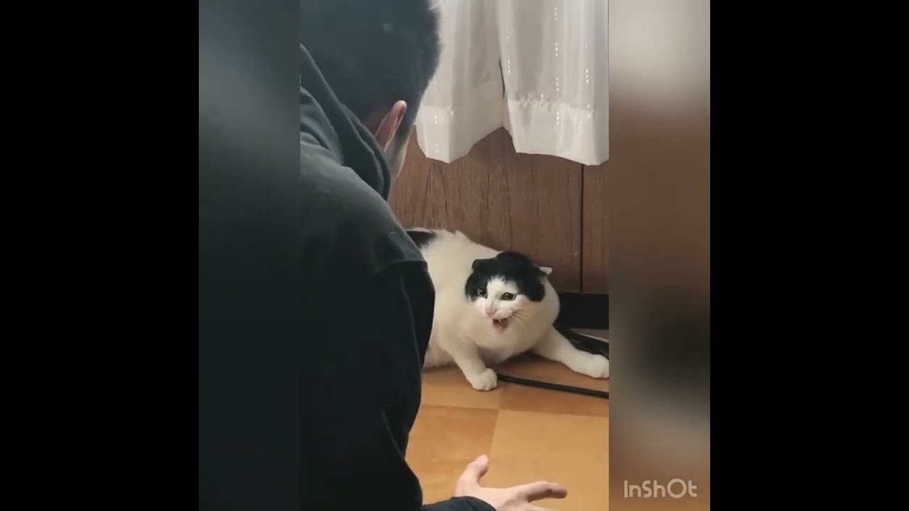 シャー連発「お兄ちゃんがかまってくるから仕方なく遊んでやってるにゃ」「めんどくさいから逃げるにゃ💨」