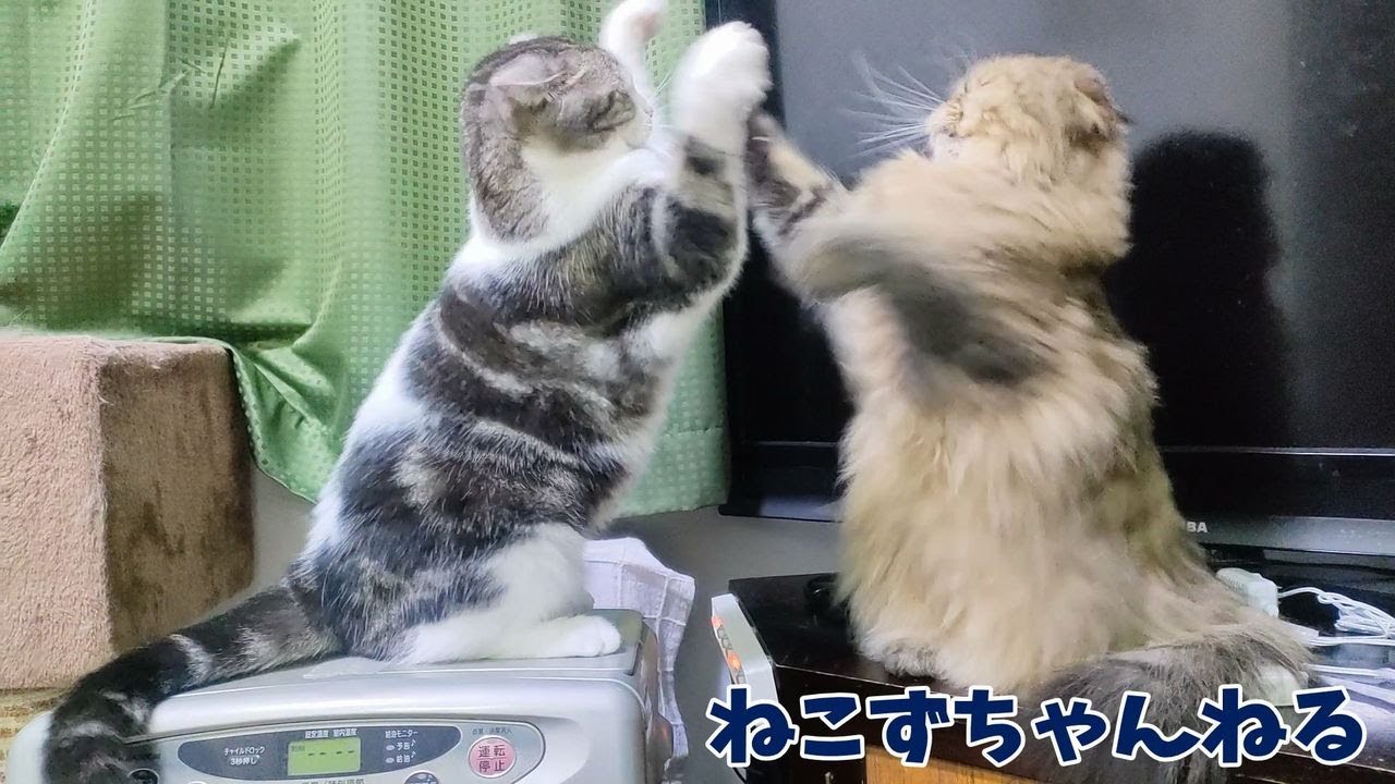 僕、意外とやんちゃなんです♪　スコティッシュフォールド「ふく」　ねこずちゃんねる684 #猫 #ねこ #cat #ペルシャ #メインクーン #アメリカンショートヘア