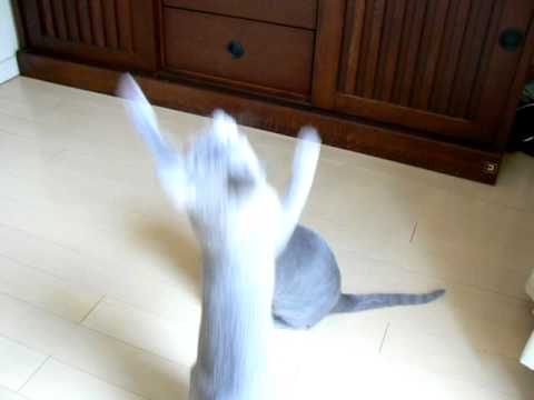 こんとこ兄弟登場