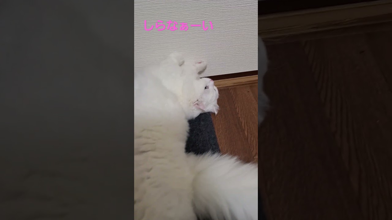 【オッドアイ幸せを呼ぶ猫】すねて変なポーズになったラビちゃん#猫#cat#白猫#キンカロー#shorts
