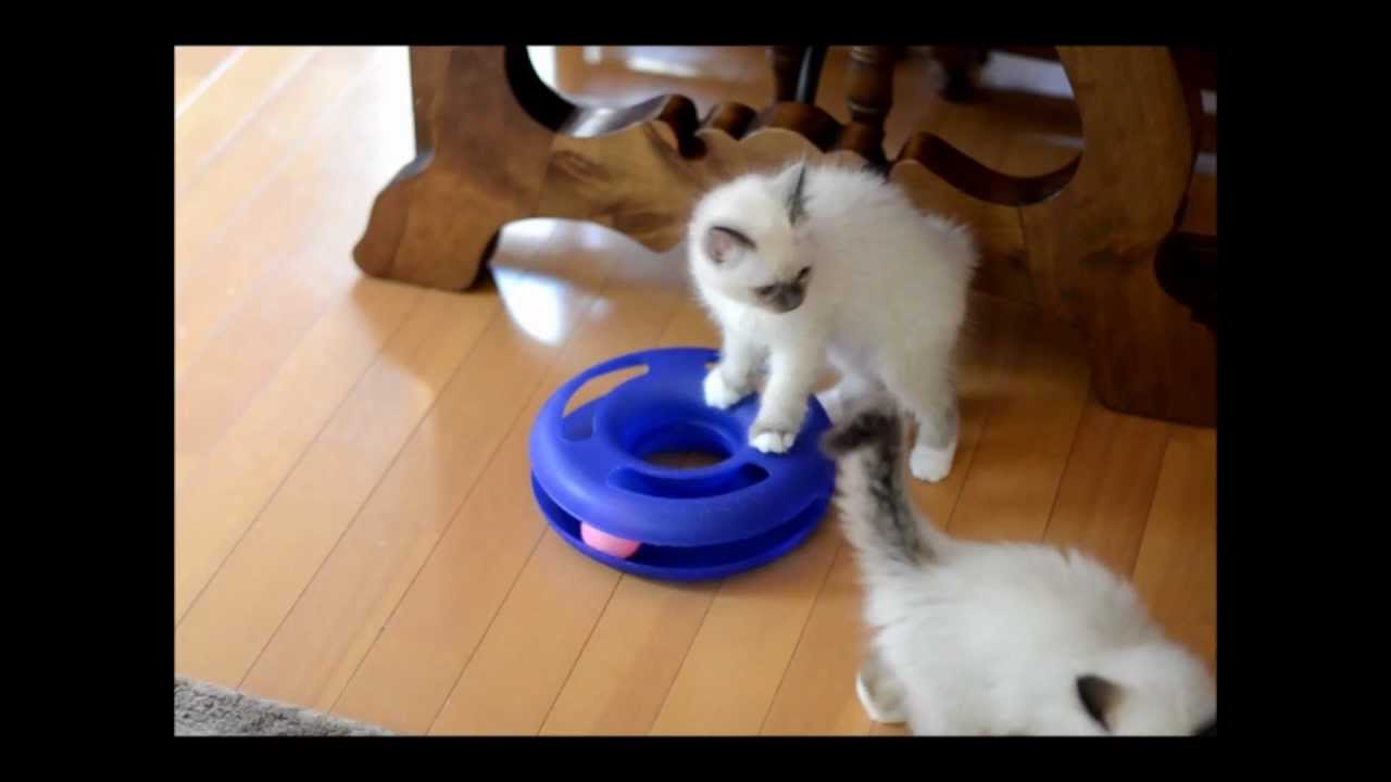 9月12日生まれのバーマンの子猫たち.wmv