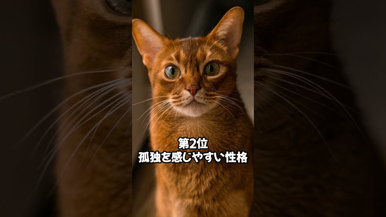 人気の猫 魅力解剖！アビシニアンを飼うデメリットベスト5 #shorts