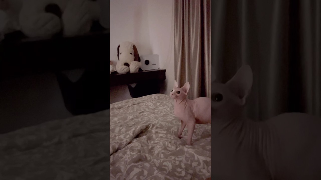 首の動きが可愛い毛のない猫【スフィンクス猫】