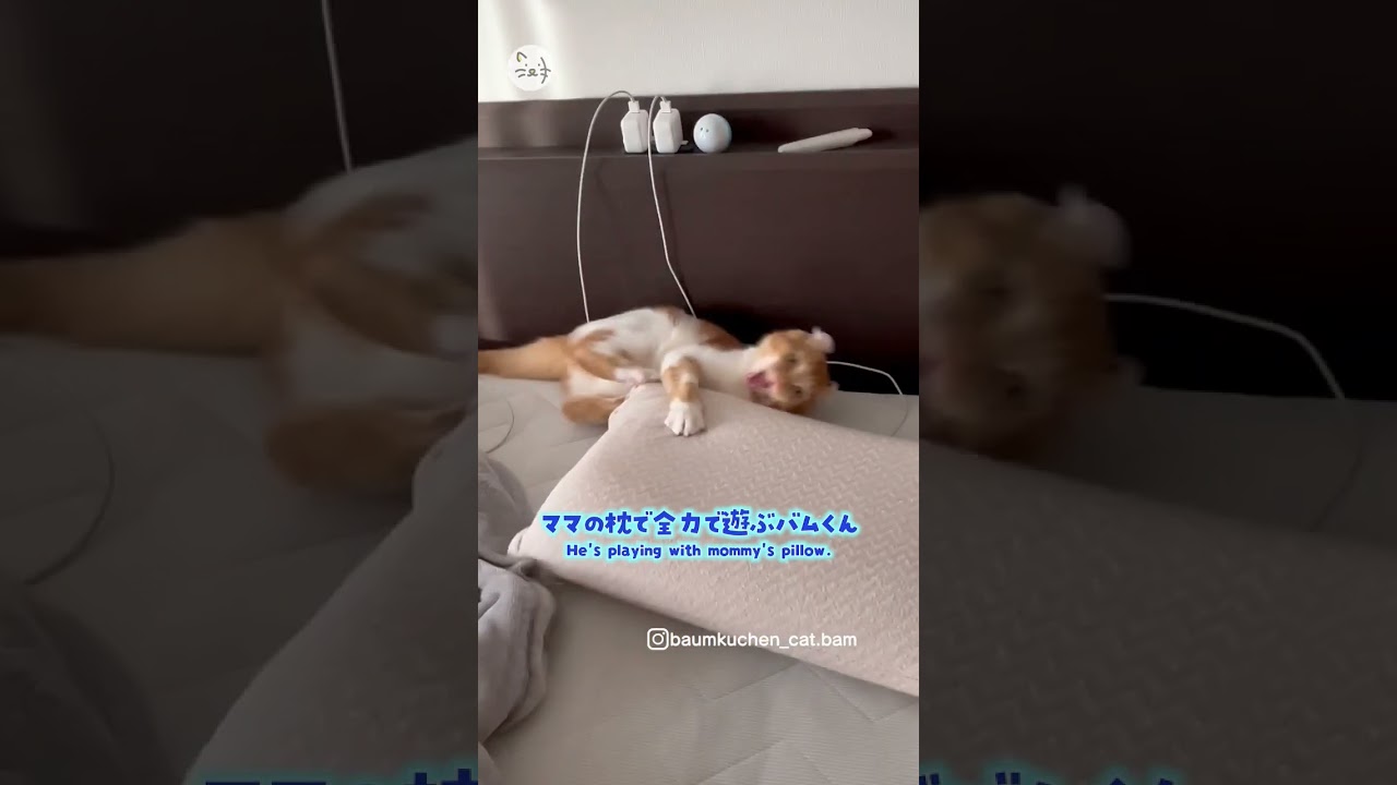 何事も全力ニャン？！アメリカンカール子猫「バムくん」！I do my best in everything🐈 #猫王国 #アメリカンカール #猫 #子猫のいる暮らし #catlife #shorts