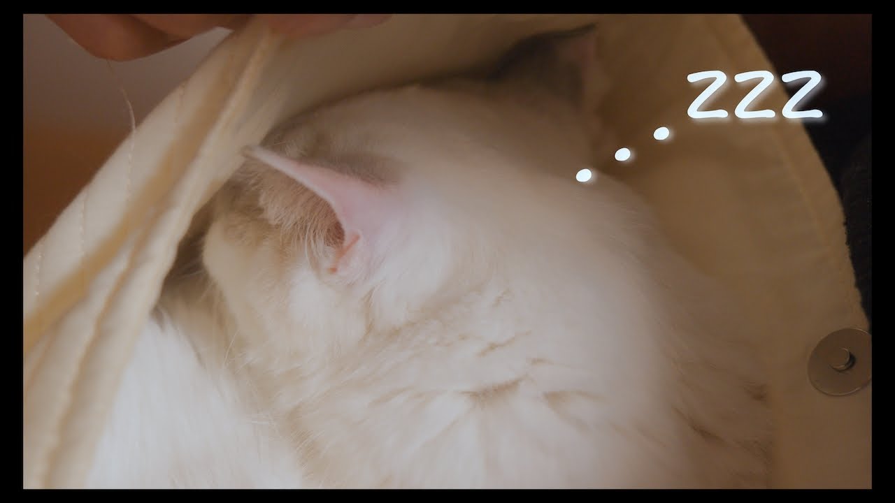 抱っこ紐でいびきをかきながら爆睡するラグドール　#猫 #ラグドール #ragdollcat