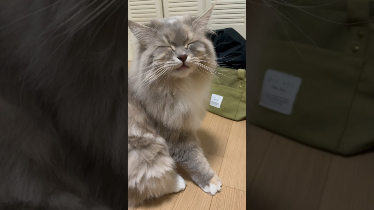 大きなクシャミをするもふもふ猫#サイベリアン #shorts