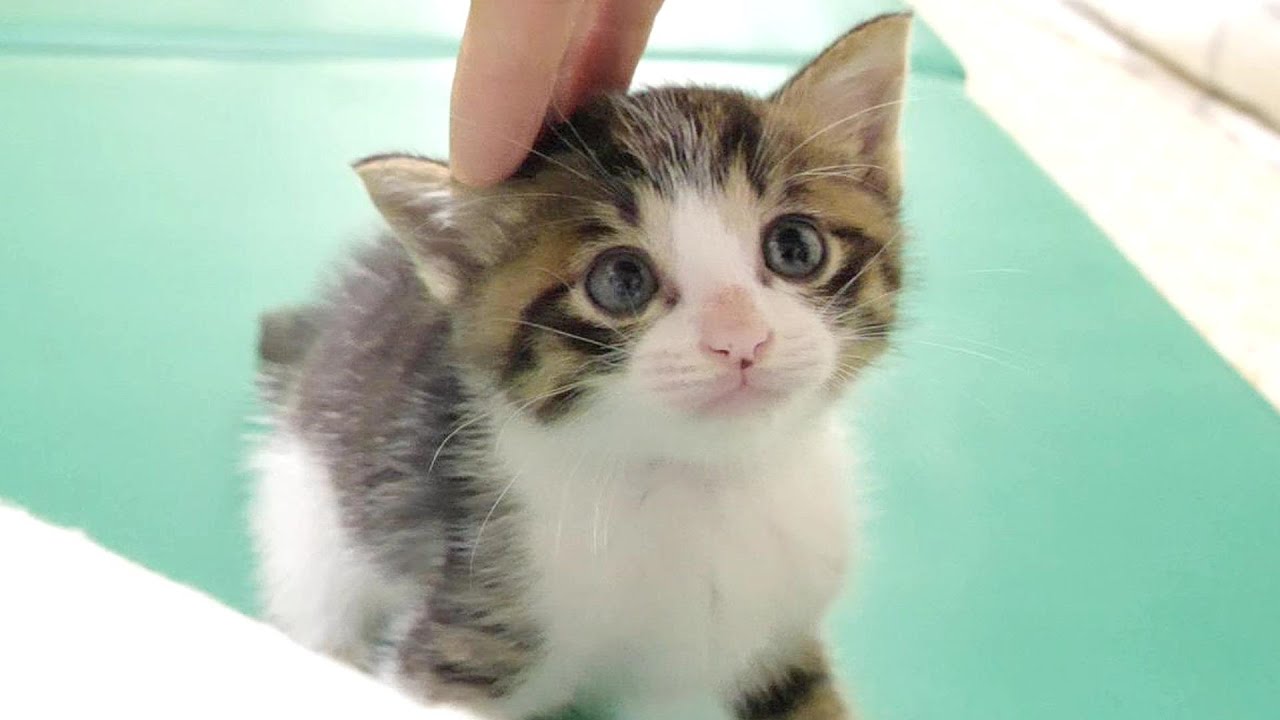 半人前のやんのかステップがカワイイ子猫達【赤ちゃん猫　保護猫】