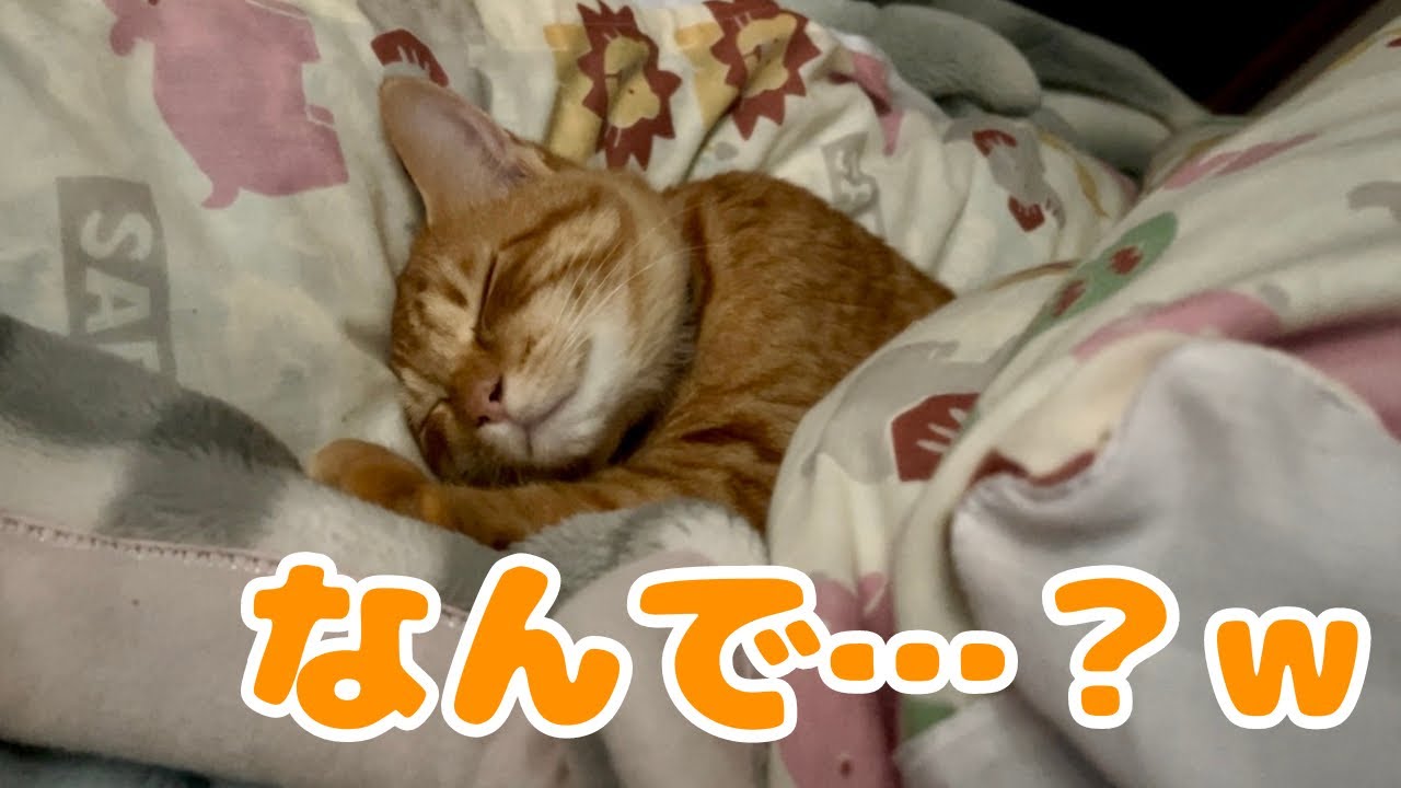 【保護猫】子猫が起きてすぐに取った行動が…www