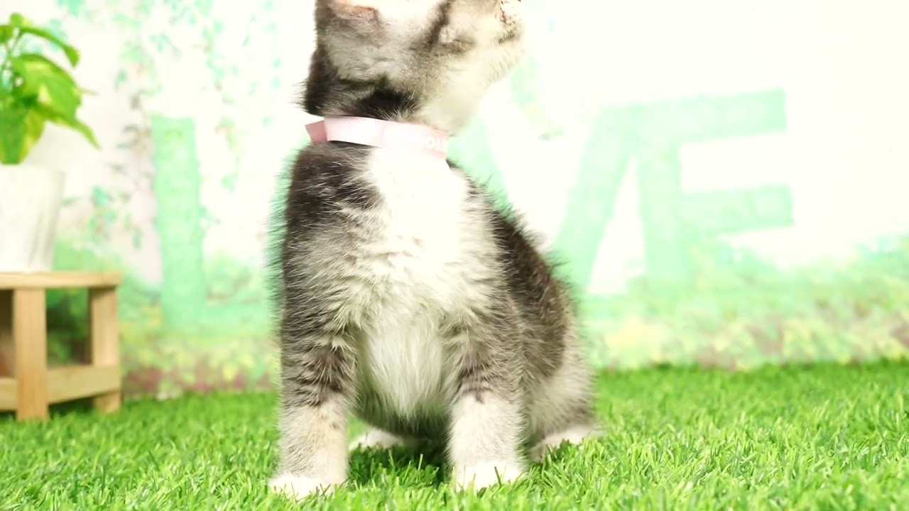 Coo&RIKU　No657206　アメリカンカール