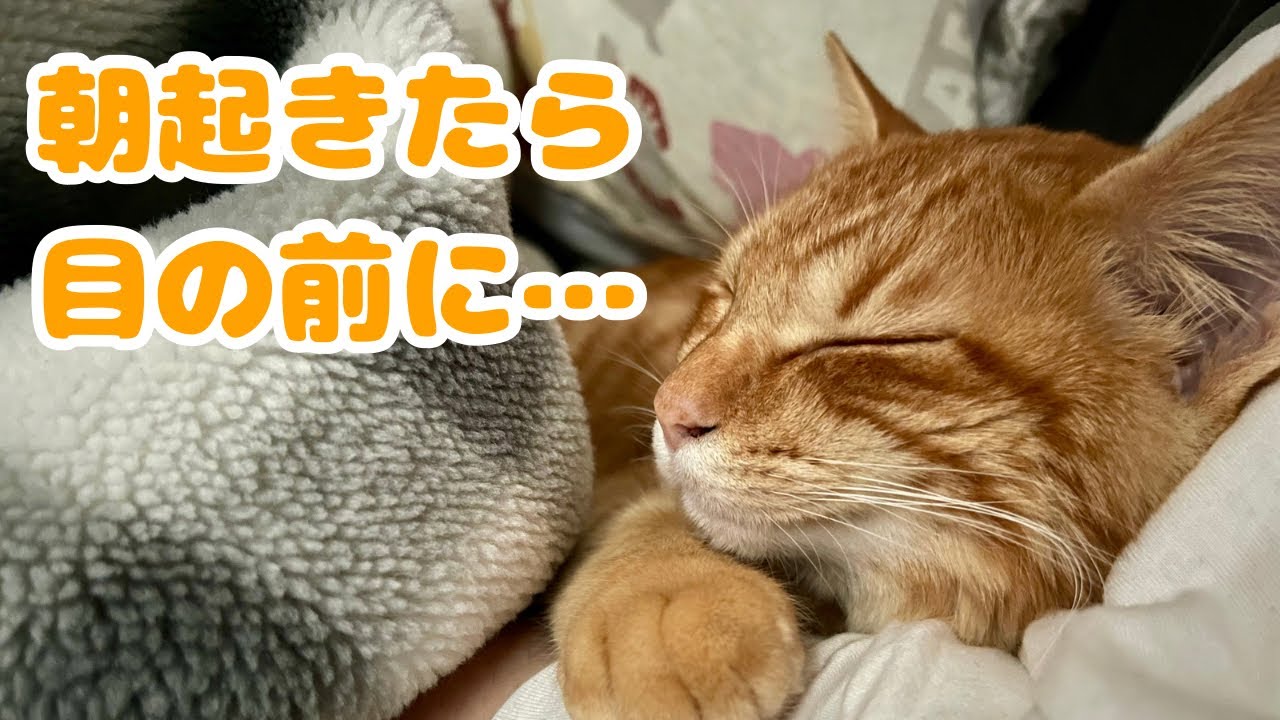 【保護猫】寝る時は別々なのに起きたら子猫がこうなってましたwww