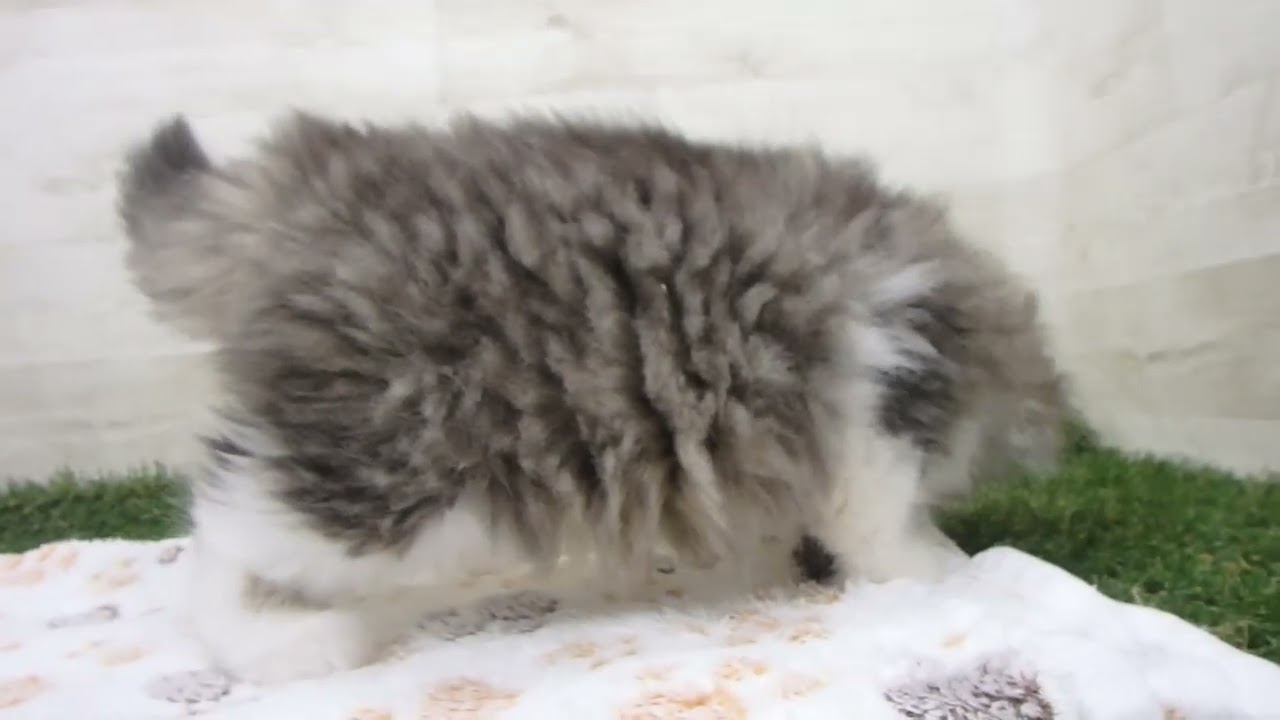 ペットショップcoo&riku No.00656953 ラガマフィン