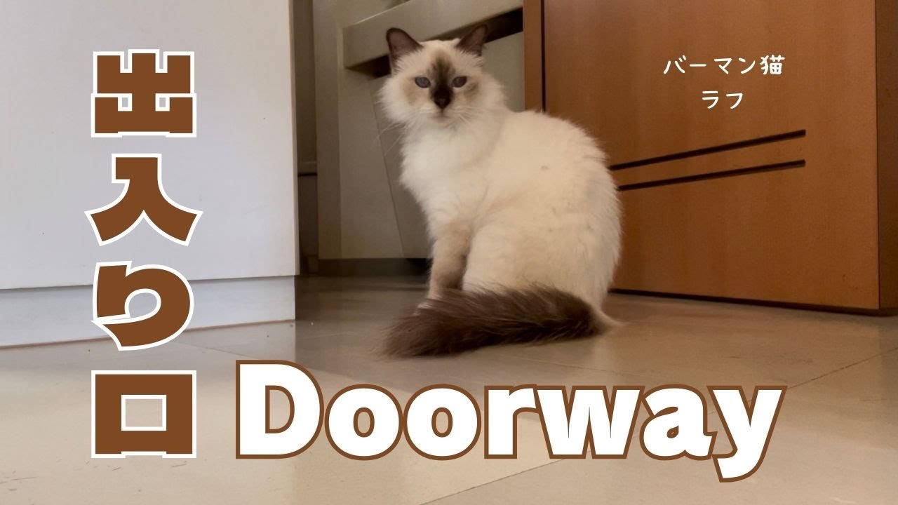 バーマン猫ラフ【出入り口】Doorway（バーマン猫）Birman/Cat