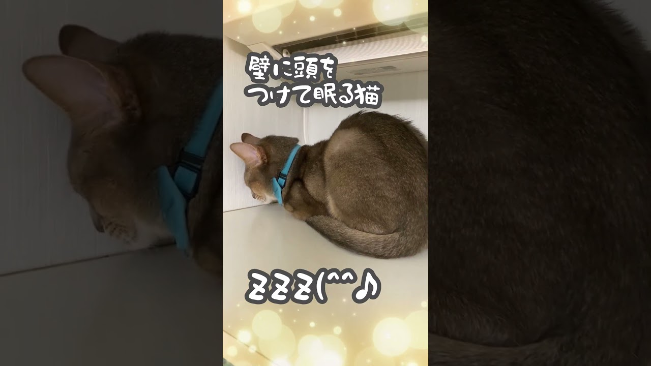 (アビ) 壁に頭をつけて眠る猫 #shorts #アビシニアン #abyssinian