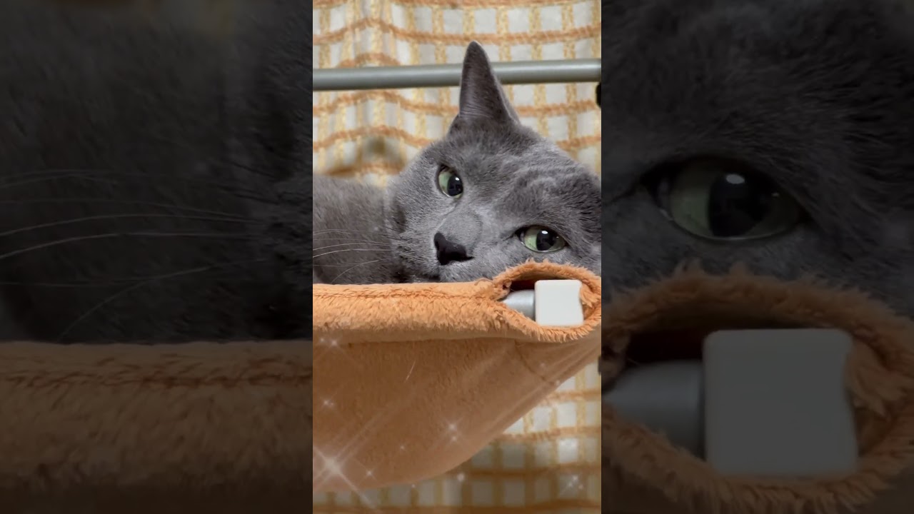 【ロシアンブルー】今夜のめろん、こんな感じ🤭【猫】#shorts