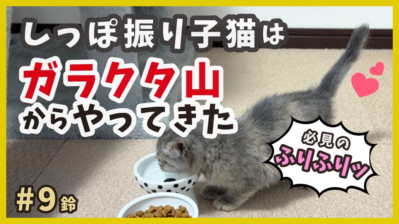 ガラクタ山で保護した子猫はヘンテコで可愛い！予告編トレーラー/Trailer【りんりん姉妹・鈴9】/ silver kitten