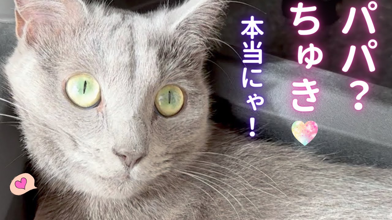 ママの嫉妬の炎の原因は？！（ロシアンブルー）