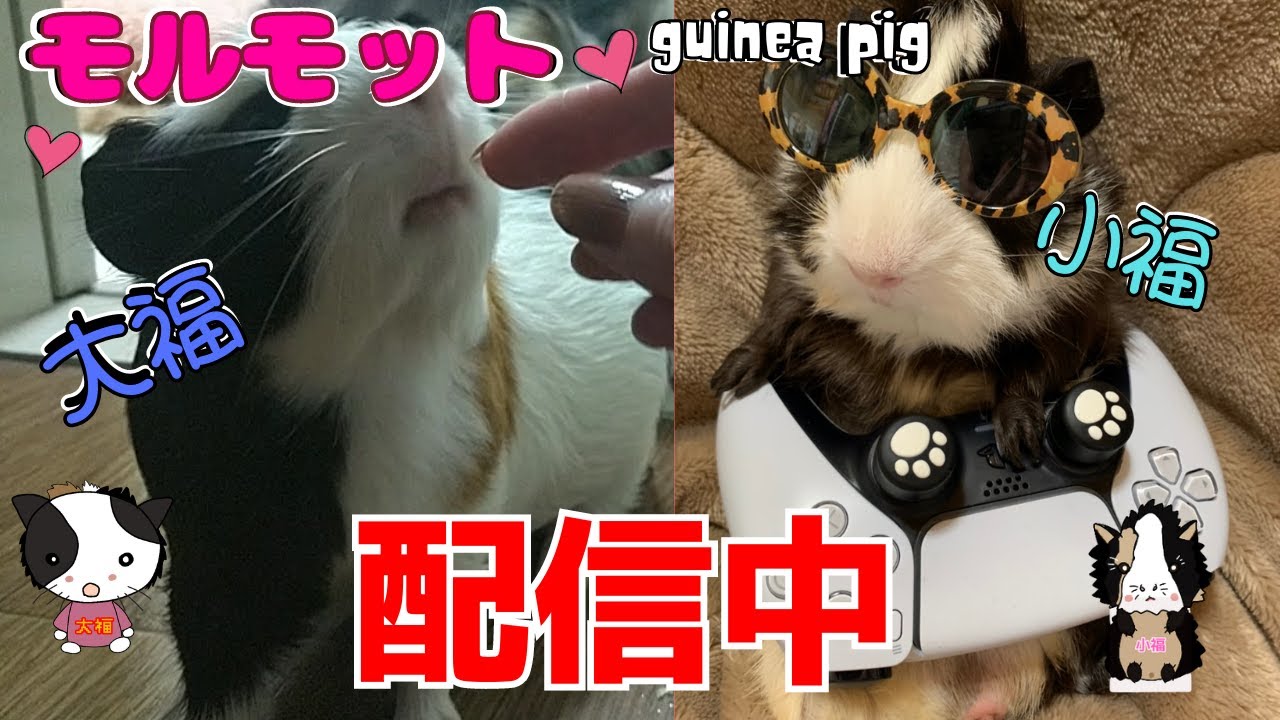 🔴【モルモット】🐹ウチの仲良しモルモット🐹Guinea pig 大福・小福💓Live配信