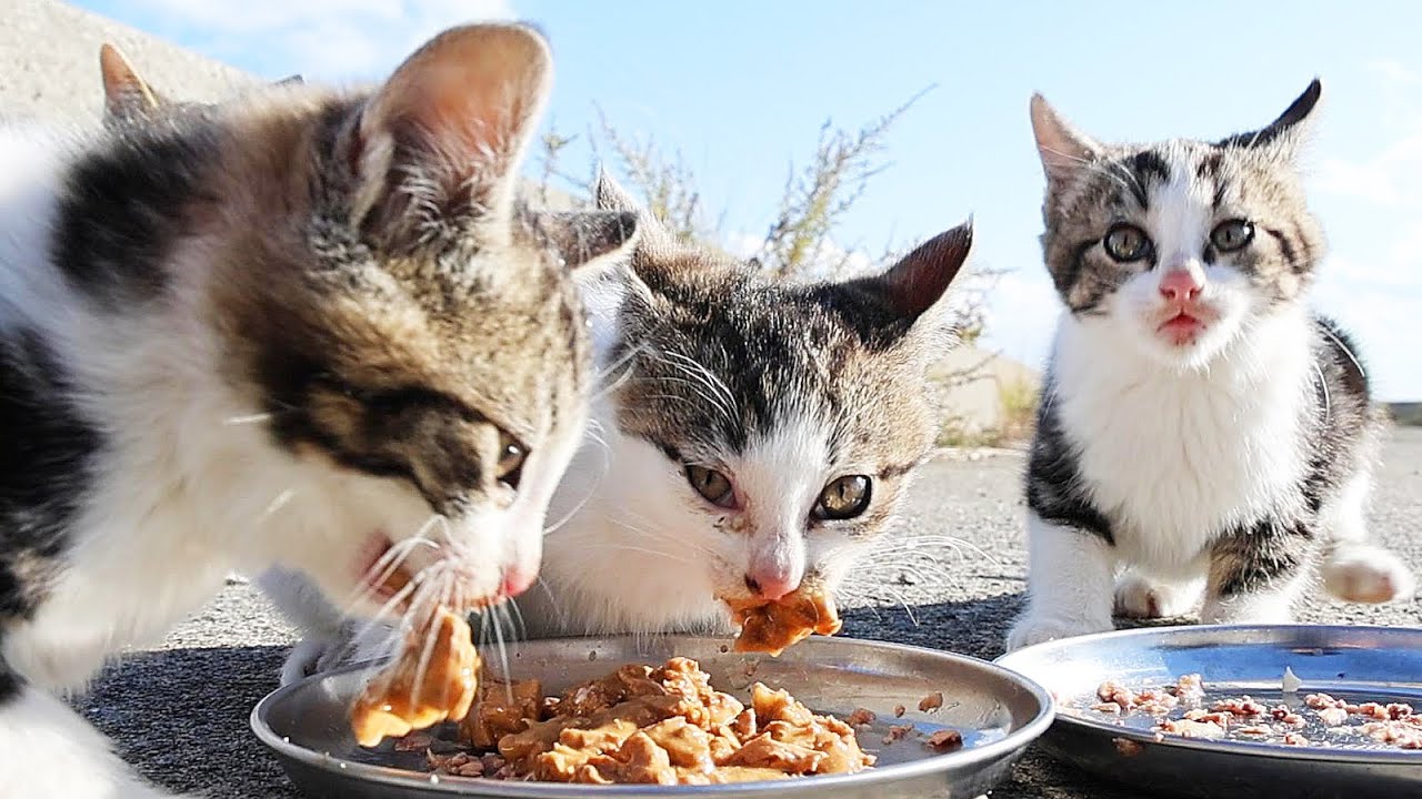空腹でミーミー鳴いていた子猫たちにご飯をあげたらすごい勢いで食べた
