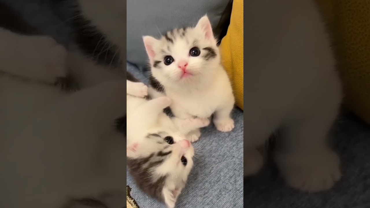 cat video #viralshort #shortsfeed #cat #cats #catvideo