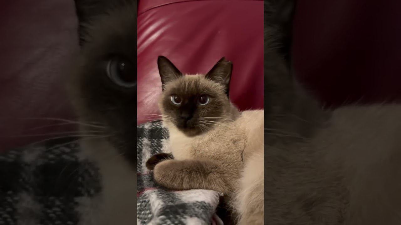 ニャーニャー甘える保護猫　シャムミックス　#保護猫動画 #里親募集中