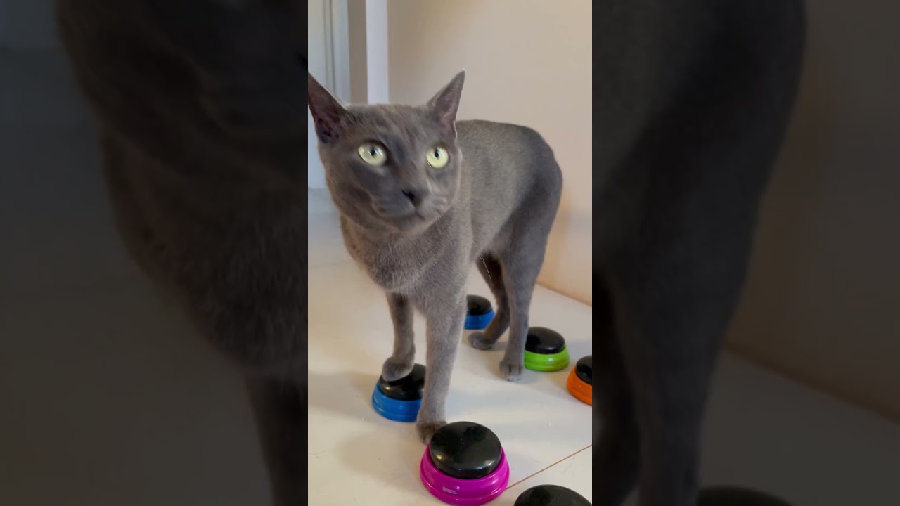 Reizinho também sabe ser carinhoso 🥹🩶#gatos #gatofalante #gatoquefala #trigatos #theycantalk