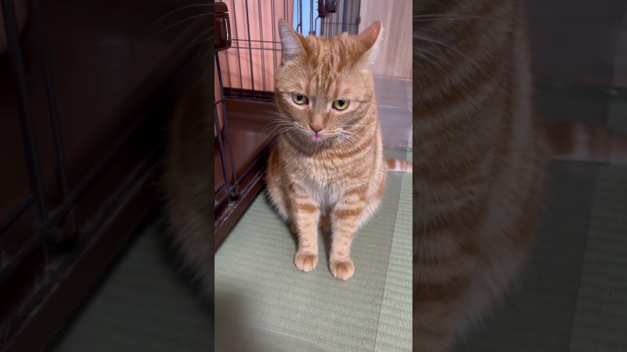 あらし君舌をしまい忘れる #ねこ動画 #まいきゃっと #猫カフェ #旅館 #猫好き