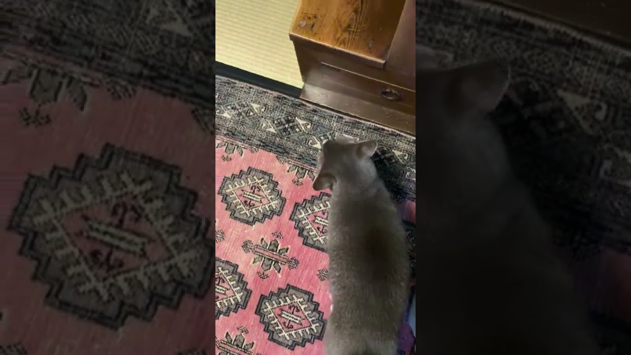 #風の猫　朝ごはん..　カリカリを用意して..　その間に着替えと水撒きをして戻ると..　爪をといで怒っていて..　誤り、ごはんの続きのおばあちゃんと猫…　#shorts