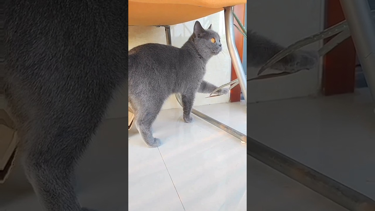 Funny Fat Cat 😍 Funny Cats Videos #shorts