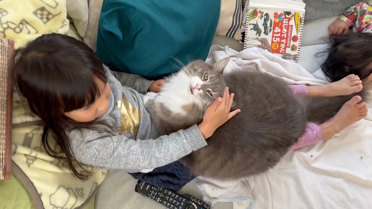 自ら子供のお腹で寛ぐようになった猫　ノルウェージャンフォレストキャットThe cat started to go on top of my daughter. Norwegian Forest Cat