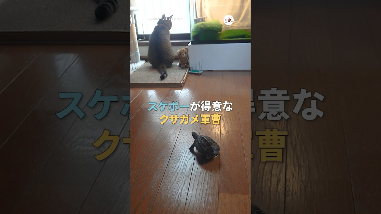 スケボーを乗りこなす亀🐢｜PECO  #亀 #ミックス猫  #マンチカン #アメリカンショートヘア #turtle #mixedbreed  #americanshorthair #munchkin