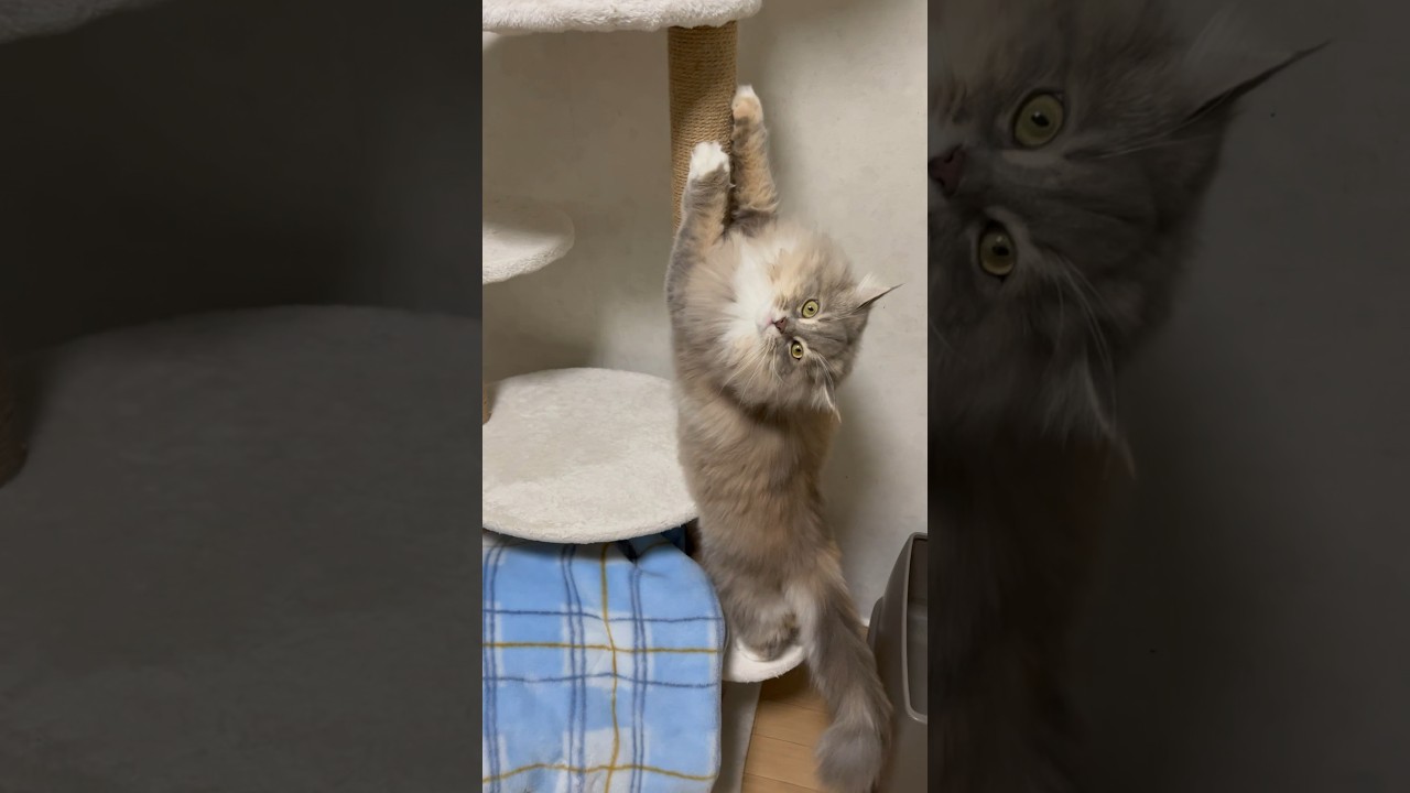 立って爪研ぎしてる姿が可愛らしいもふもふ猫#サイベリアン #shorts
