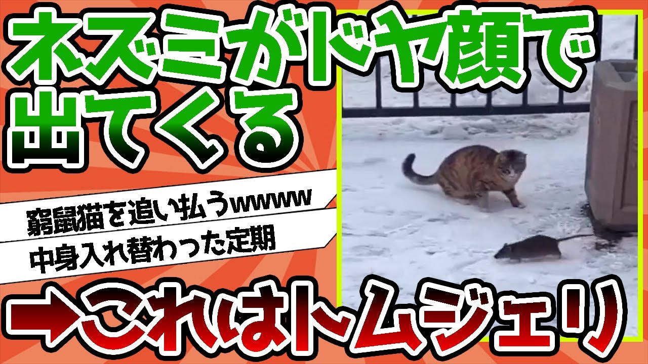 【2ch動物スレ】ネズミさん、ドヤ顔で出てきて猫さんに追いかけられてしまうw w w w w w w w w w w w w w w