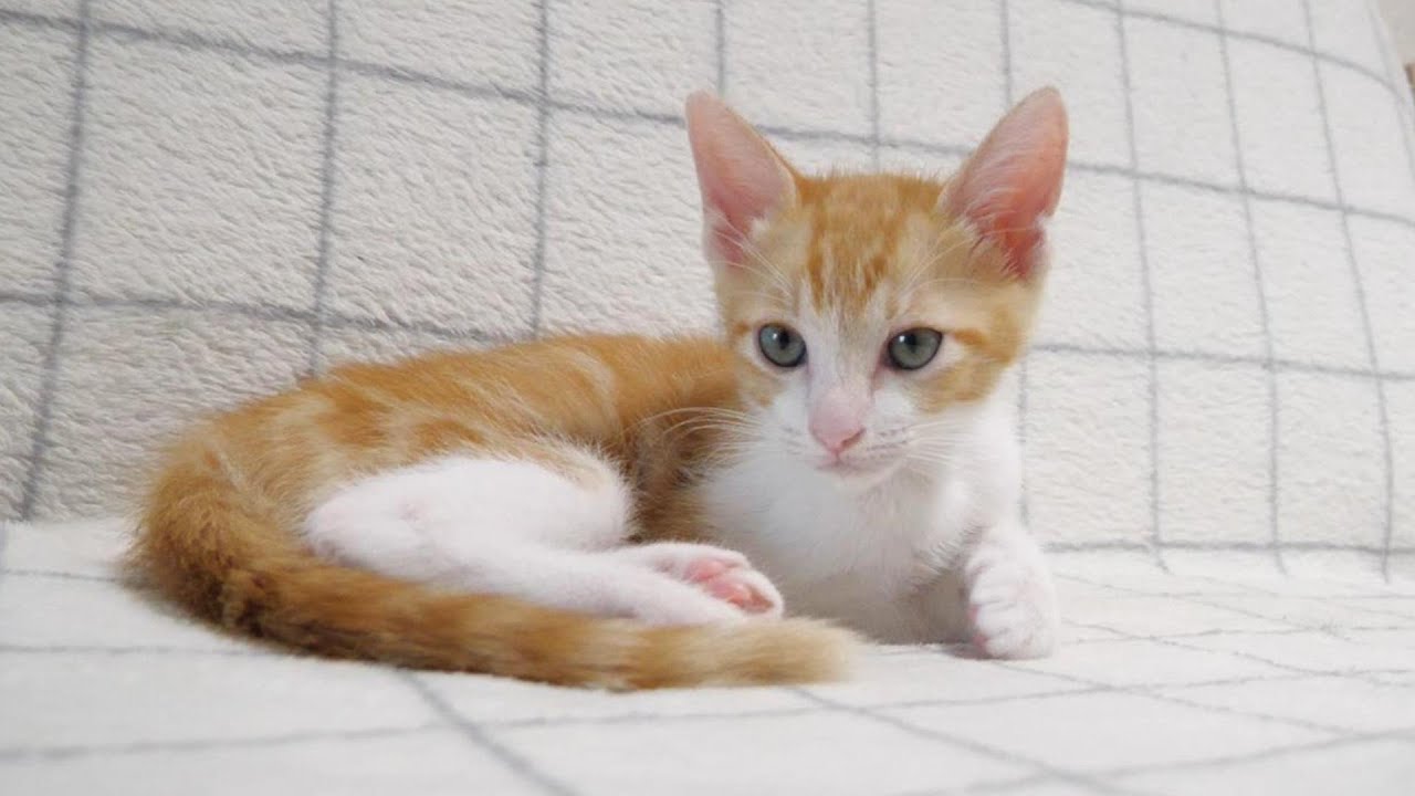 食後にまったり寛いでいたら、かまってちゃんの子猫がやってくる【赤ちゃん猫　保護猫】