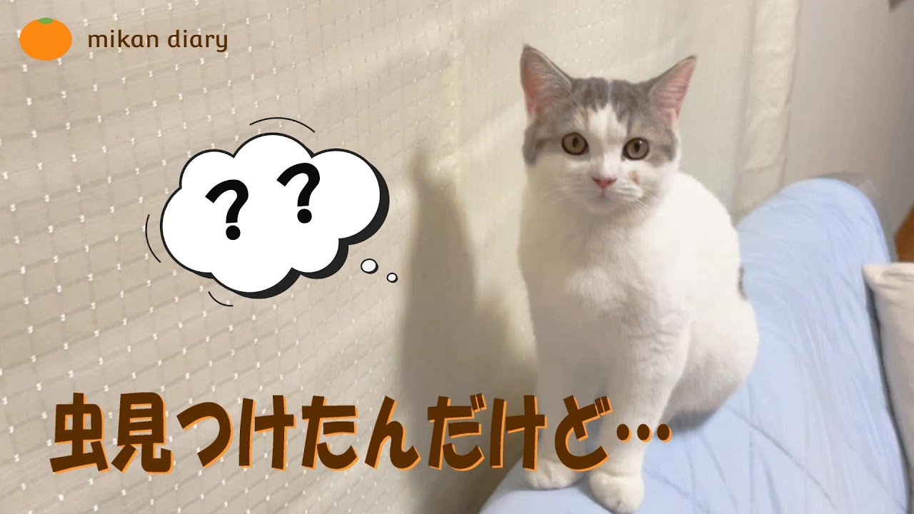 【スコティッシュフォールド】虫を見つけたんだけど…