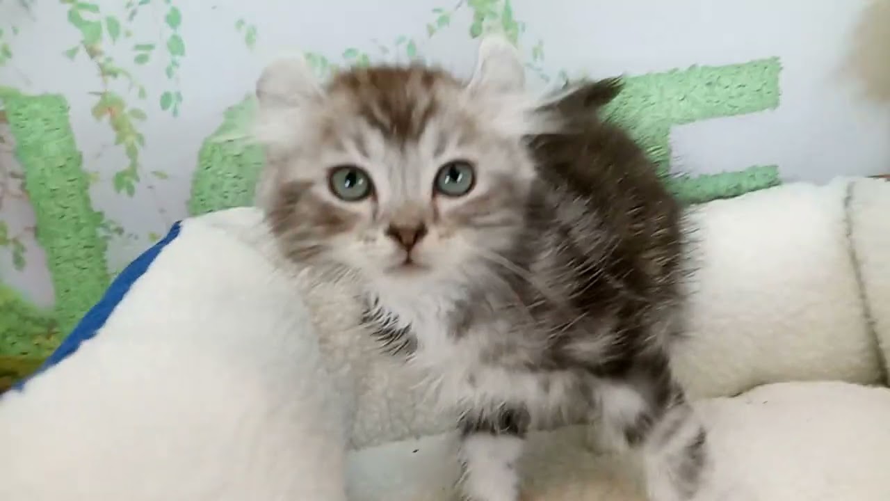 657507 アメリカンカール