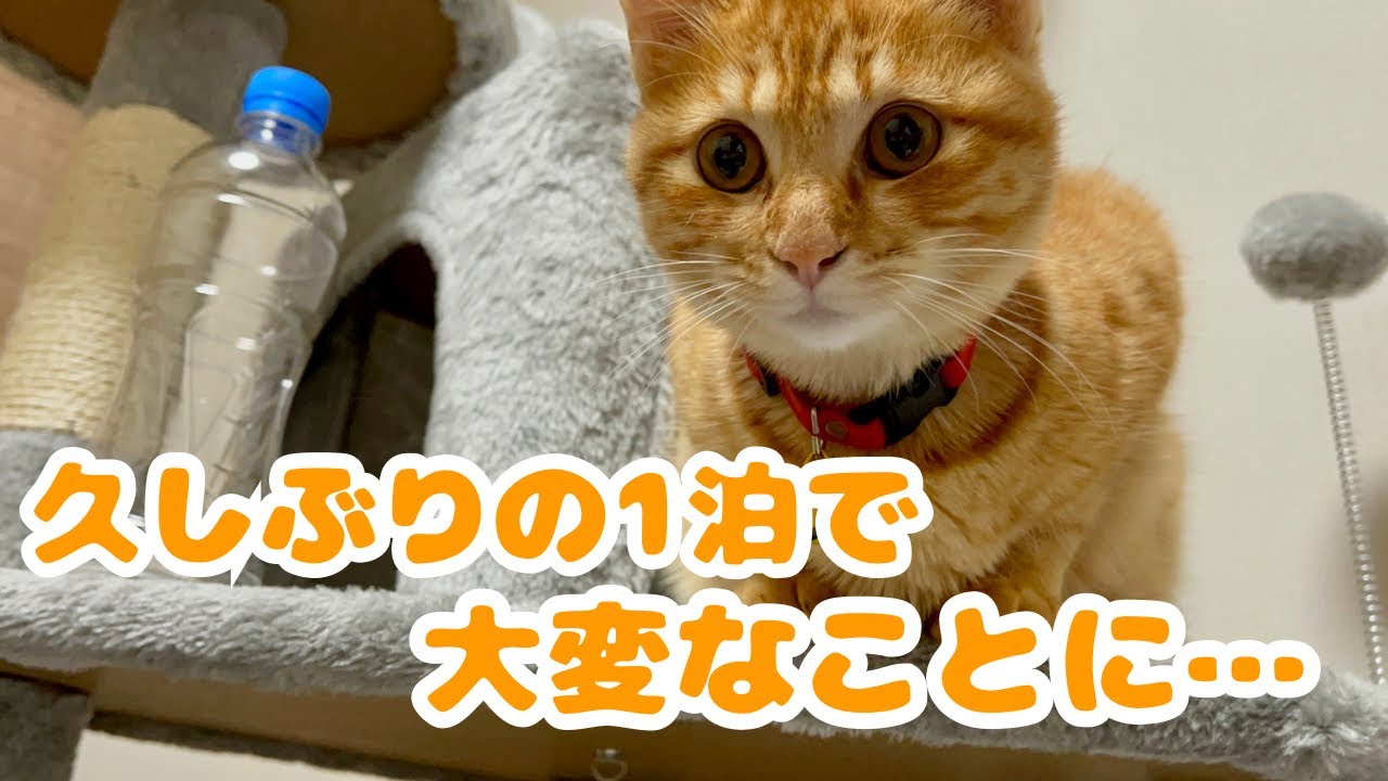 【保護猫】子猫をお留守番させた結果、胸が痛む結果に…