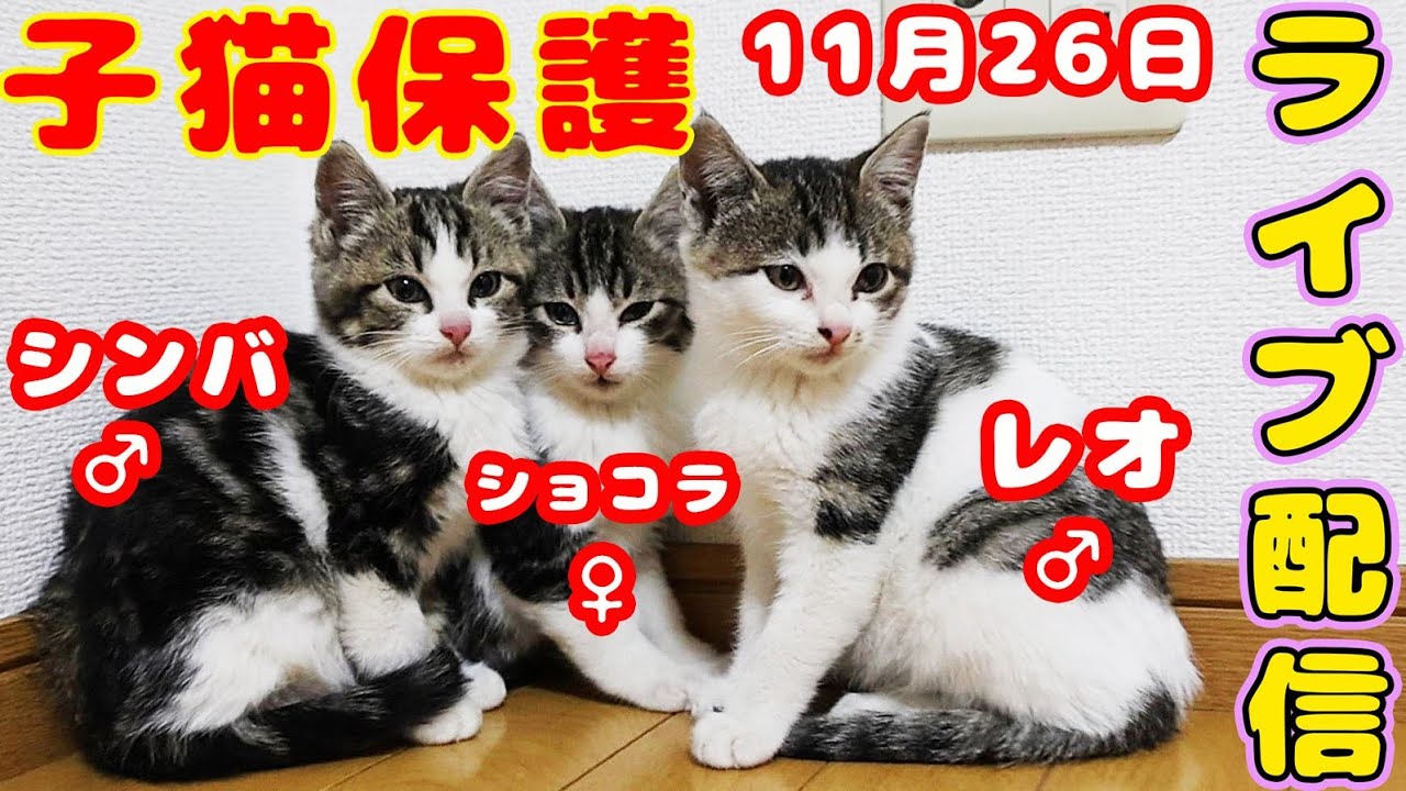 【子猫 保護】海辺寒波寒さに頑張って子猫3匹生きぬきました 家猫になりぬくぬくのお部屋で走り回ってます 近況報告
