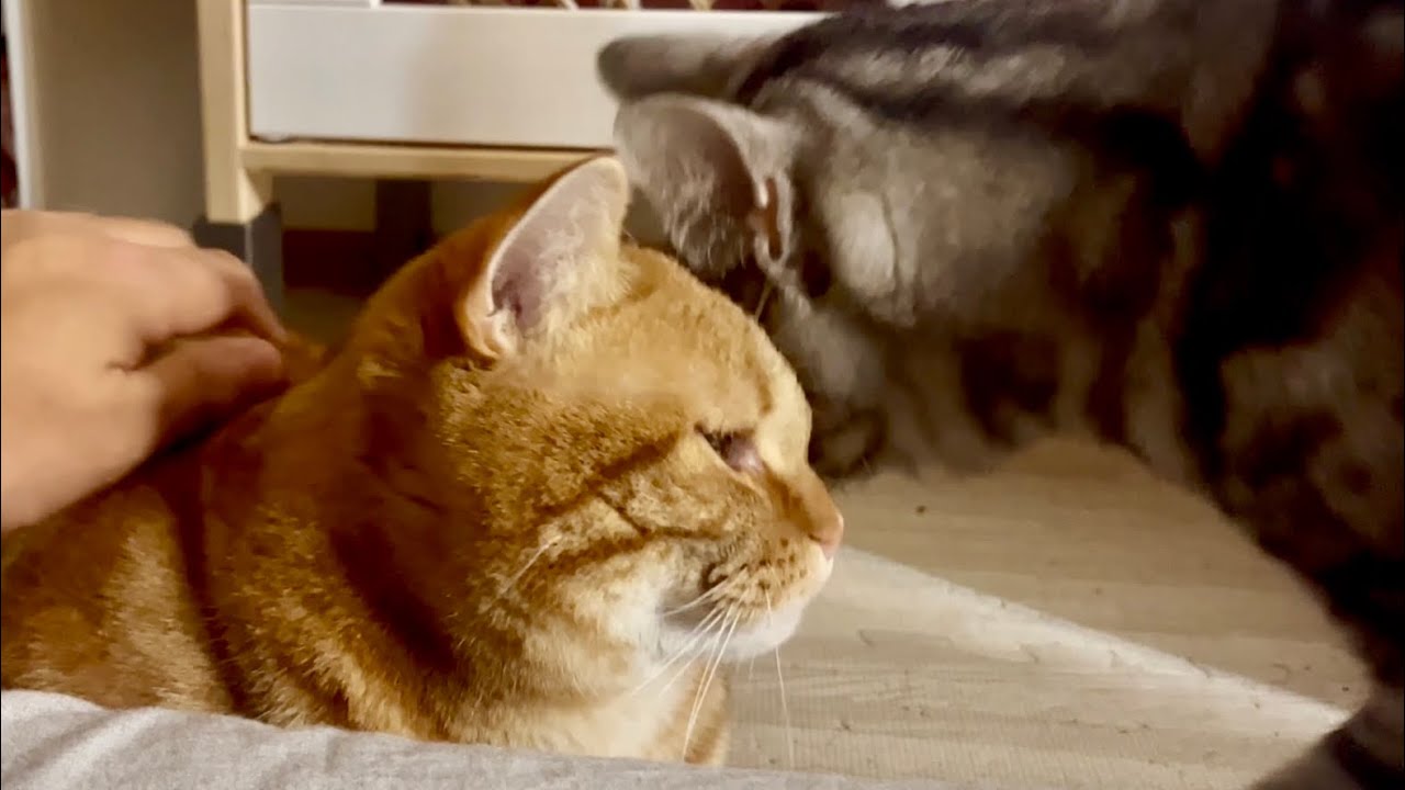 珍しく甘えに来たちゃびくんがいつも自分がしてる⚪︎⚪︎⚪︎をされてしまいました #猫 #マンチカン