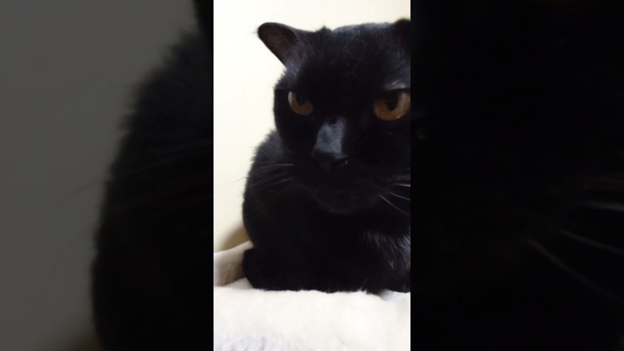 【猫】3兄弟のんびりタイム☆ 2023/10/29【ボンベイ・スコティッシュフォールド・マンチカン】#shorts