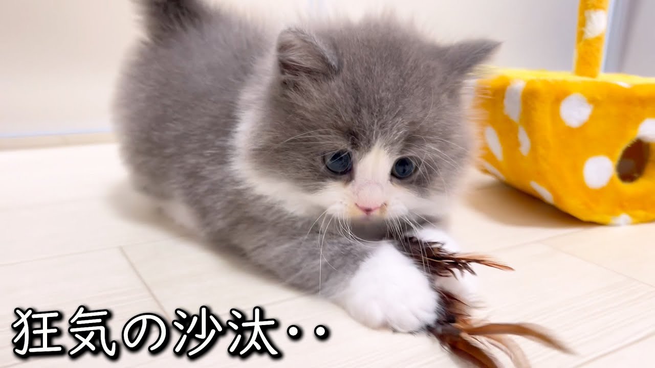 【マンチカンの子猫】何がそうさせる？狂ったように遊ぶ子猫の件 ∼猫のいる生活Vol.843~ 出産動画 マンチカン短足・ミヌエット・ペルシャ猫専門ブリーダー『ペット蔵人』【子猫の成長記録】