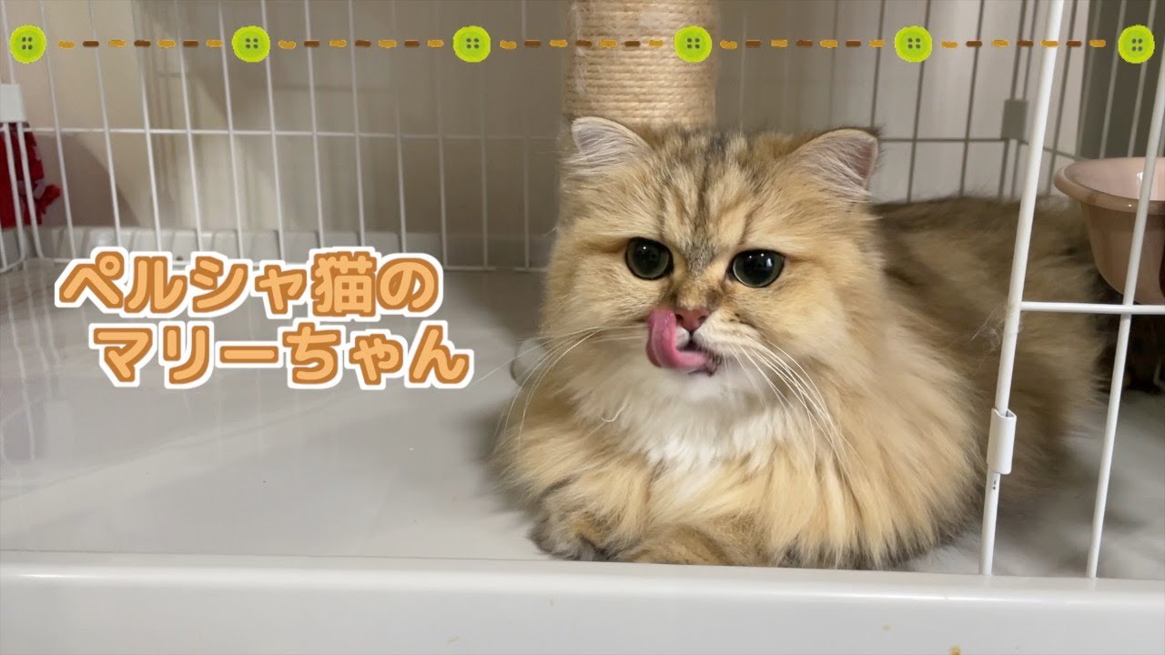 【ペルシャ猫】ペルシャ猫の女の子同士ペシペシバトルが可愛い❣️気が強い女の子たちを下から見守る男の子は食いしん坊です