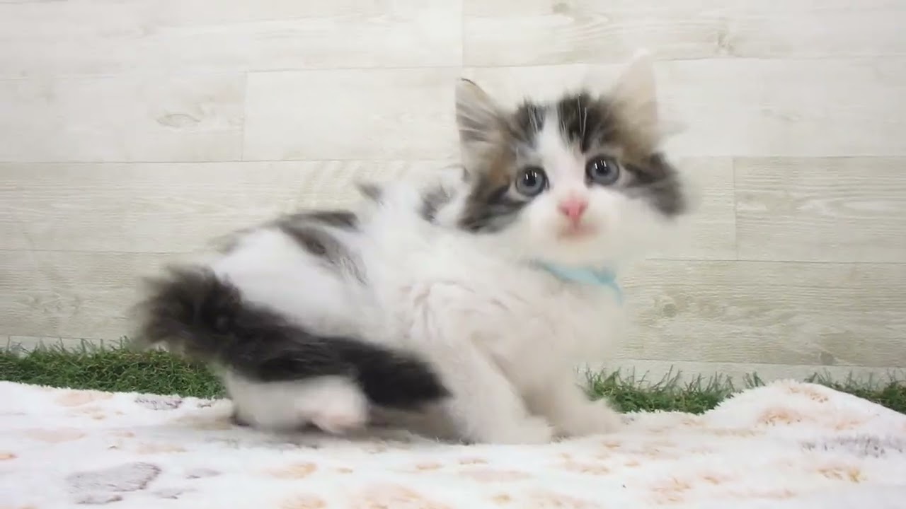 Coo&RIKU　No00657566 ノルウェージャン・フォレストキャット