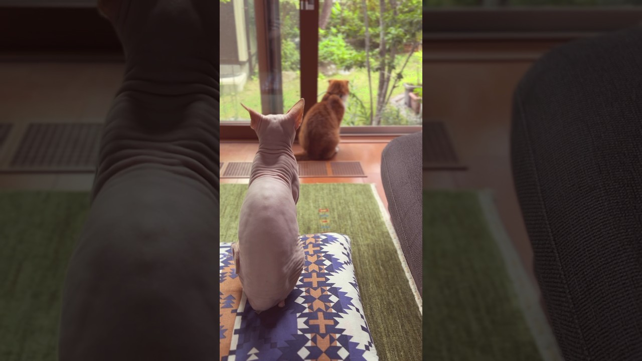 猫のいる暮らし #スフィンクス #スコティッシュフォールド