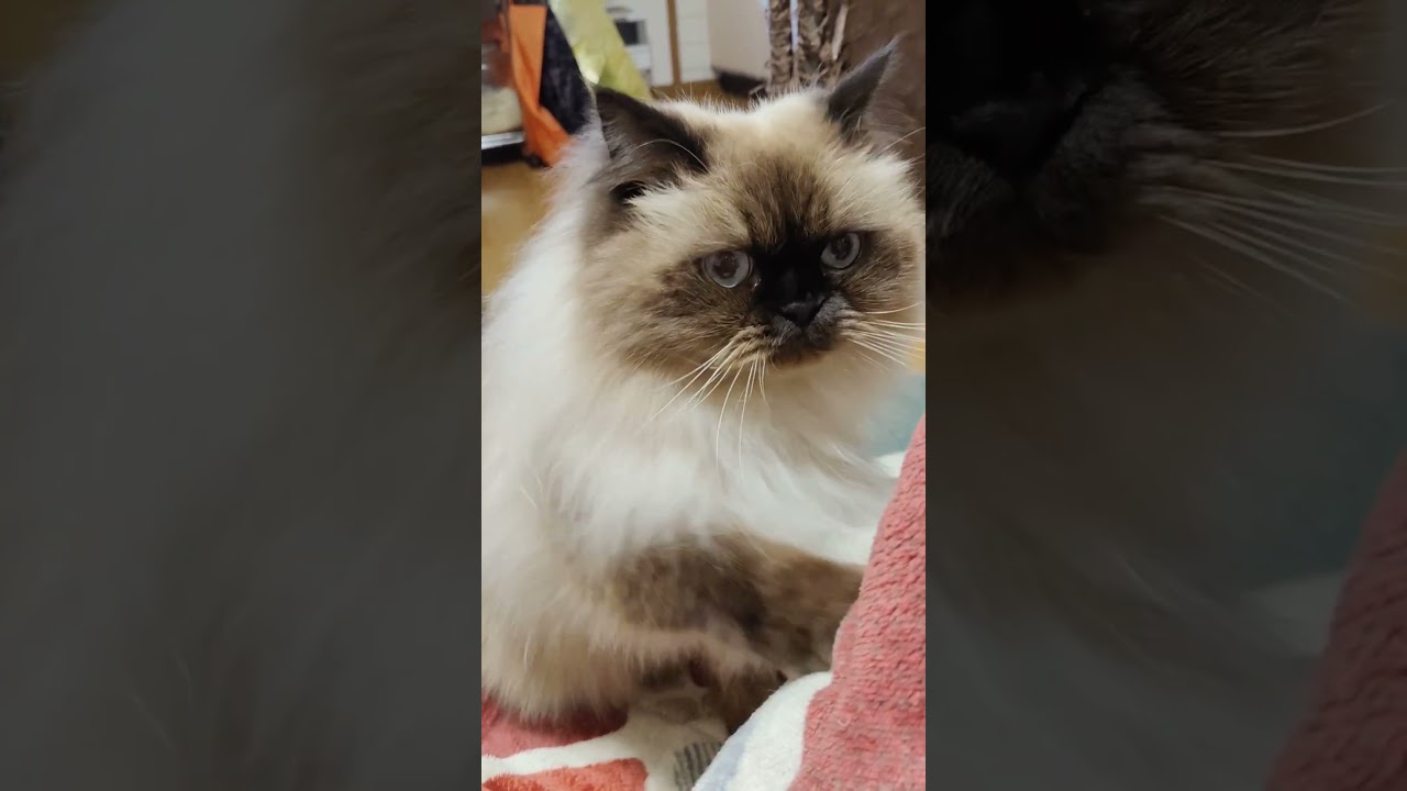 膝に乗せろと圧をかけてくる猫 #ヒマラヤン #cat #ねこ