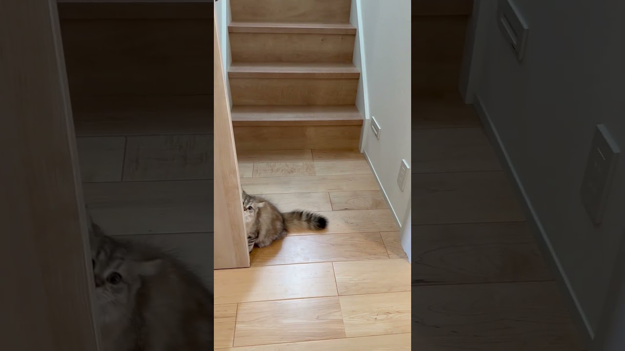 子猫のドアの開け方 【サイベリアン】 #Short
