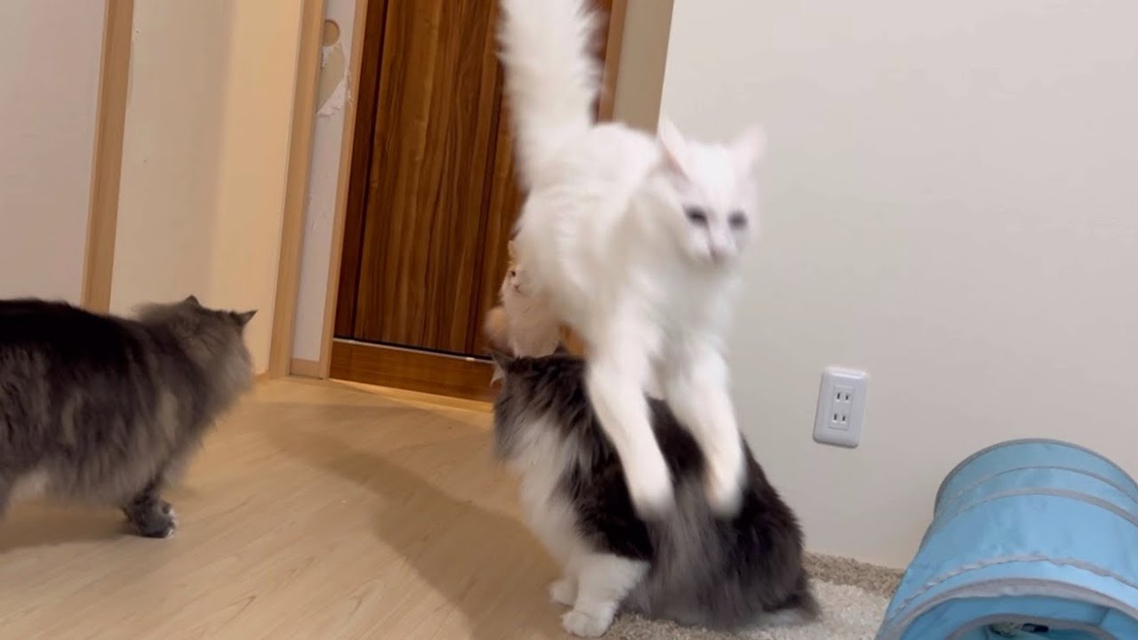 【驚愕⁉︎】楽しくなりすぎて、猫を飛び越えちゃうターキッシュアンゴラwww