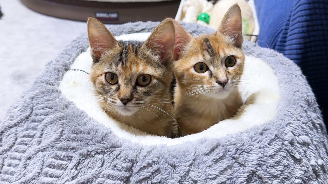 毛色が同じ柄のお姉ちゃん猫に引っ付いちゃう子猫